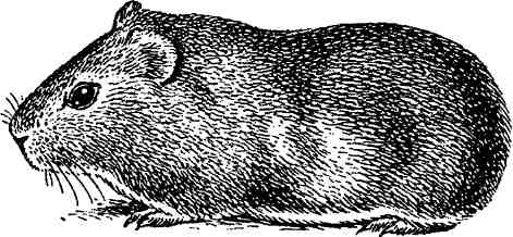Морская свинка (Cavia aperea porcellus) -дикая форма